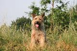BOUVIER DES ARDENNES 383